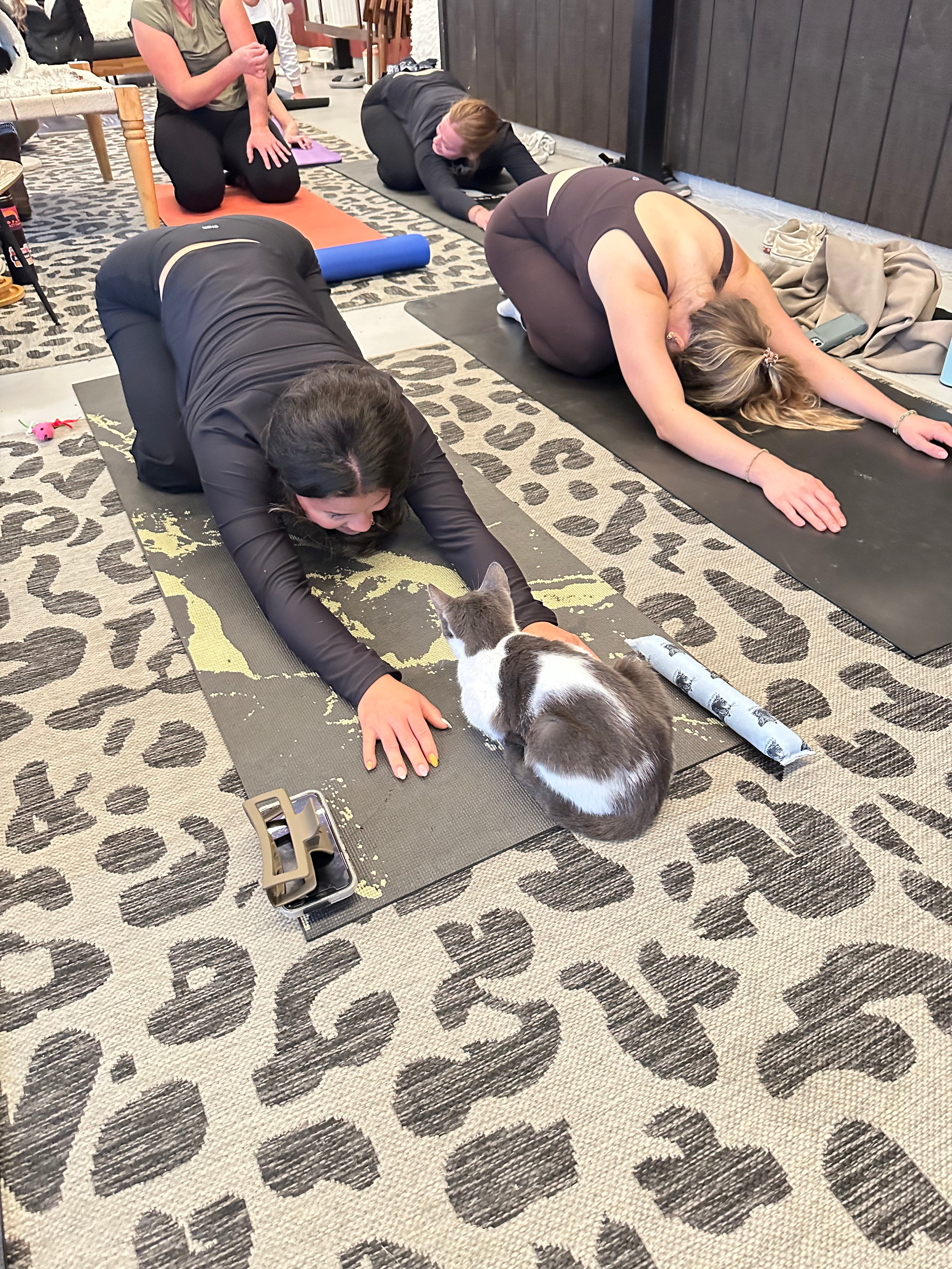 People stretching on yoga mats with a cat on a mat in the foreground.